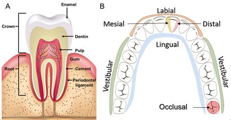 Face Proximal Do Dente Librain