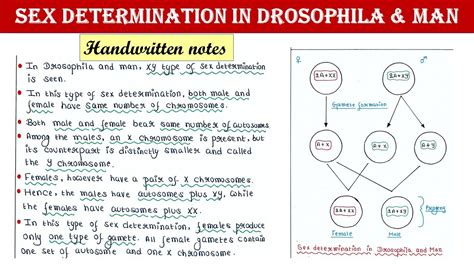 Sex Determination In Drosophila And Man YouTube