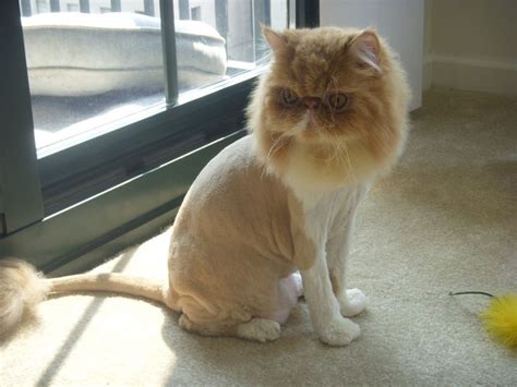 Lion Cut Cat Grooming - onlyvegg