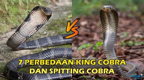 King Cobra Vs Spitting Cobra Ada 7 Perbedaan Detail Kalian Harus Tau