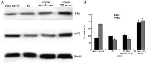 Estrogen Receptor β Inhibits Estradiol Induced Proliferation And