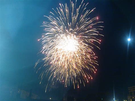 Fuegos Artificiales Flowers Plants Garden