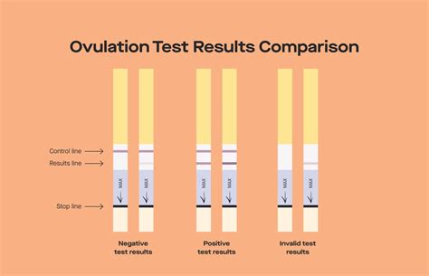 How Ovulation Test Kits Work To Predict Fertility Ro