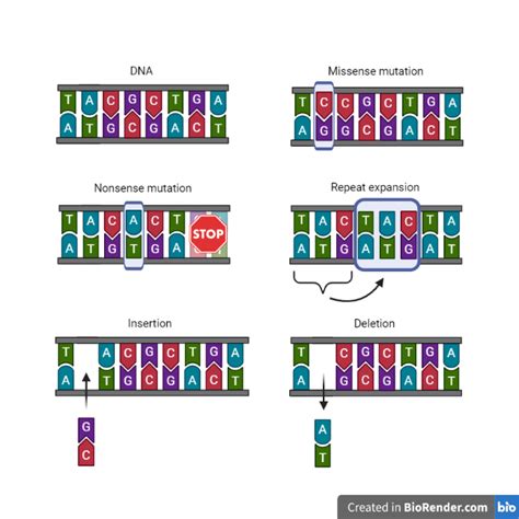 What Are Genetic Mutations Tess Research Foundation