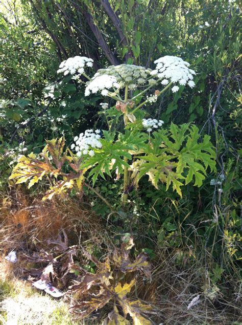 What Does Giant Hogweed Look Like