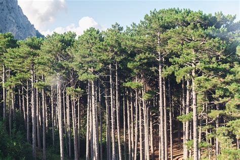 Bosque De Pinos Bosque De Con Feras Con Feras Foto Premium