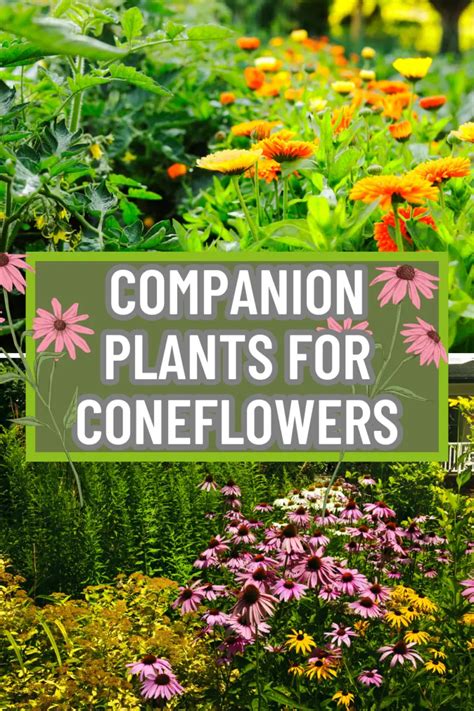 Companion Planting For Vibrant Coneflowers