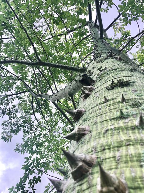 Kapok Tree Pleasant Garden