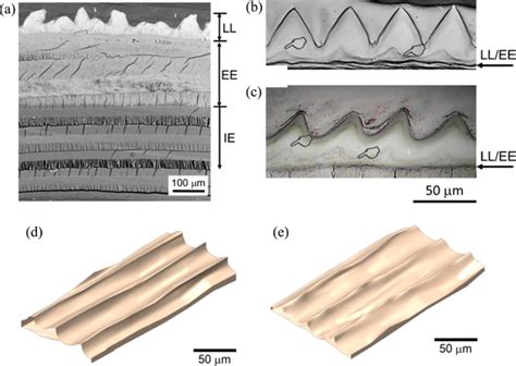 Microstructural Features Of Fish Scales A Crosssectional View Of A