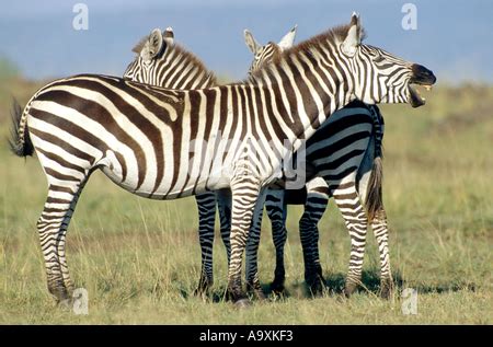 Boehm S Zebra Grant S Zebra Common Zebra Equus Quagga Boehmi Mare