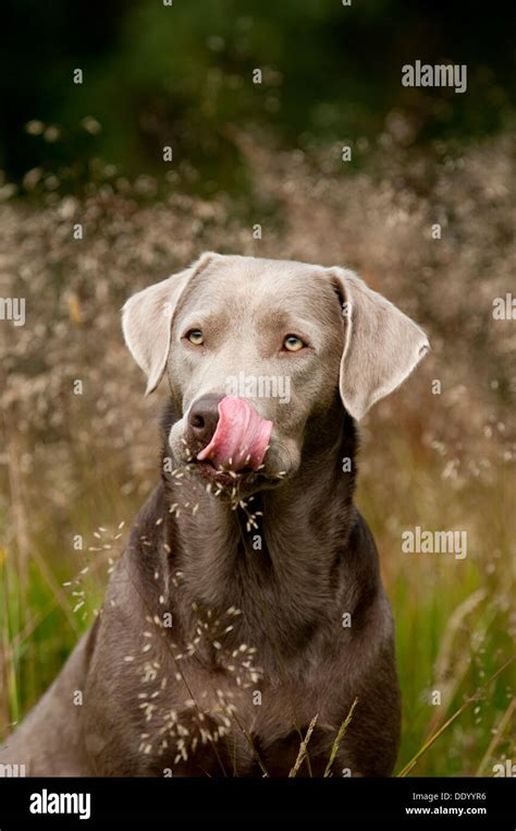 Labrador Retriever Portrait Stock Photo Alamy