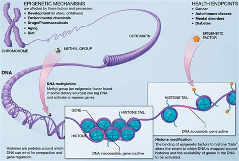 Epigenomics And Epigenetics Research Egrpdccpsncinih