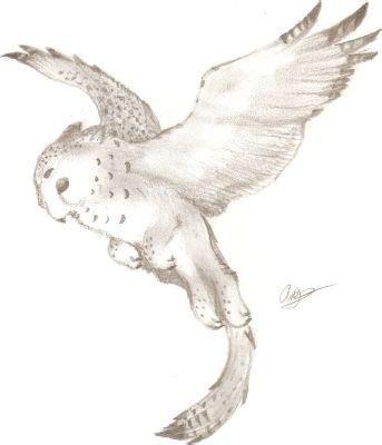 Owl Griffin Symbol