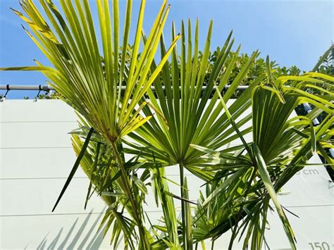 Trachycarpus Fortunei Ca Cm Tropic Trees