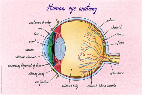 Eye diagram Images - Search Images on Everypixel