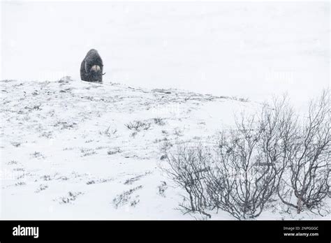 Musk Ox in Dovre mountains in the extreme winter and snow blizzard Stock Photo - Alamy