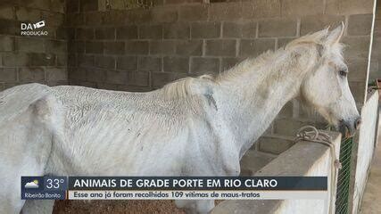 Rio Claro resgata 109 animais de grande porte vítimas de maus tratos e