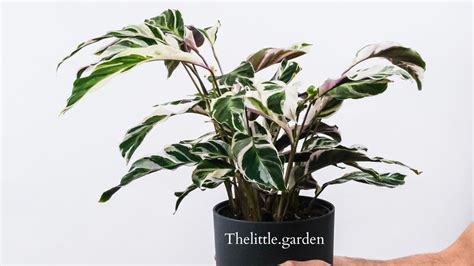 Unveiling The Mesmerizing Beauty Calathea Stella Vs White Fusion