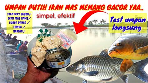 UMPAN PUTIH IKAN MAS DADAKAN CARA MERACIK SIMPEL HASIL EFEKTIF LOMBA