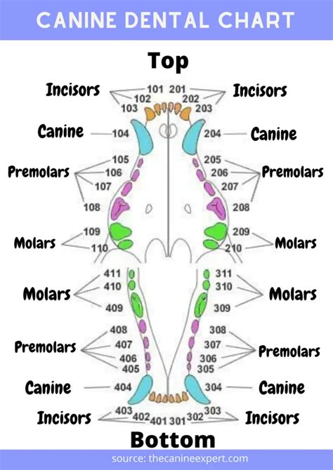 Canine Dental Chart: Dog Dental Chart - The Canine Expert: