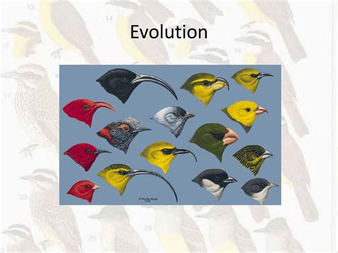 Evolution Evolution Ecology And Biodiversity Lecture Slides Docsity