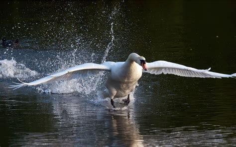 🔥 [50+] Swan Lake Wallpapers | WallpaperSafari