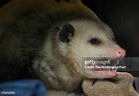 Possum Teeth Photos and Premium High Res Pictures - Getty Images