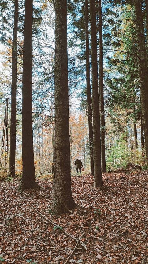 Autumn Forest and the Sun • Forest Landscape Photography Aesthetic ...