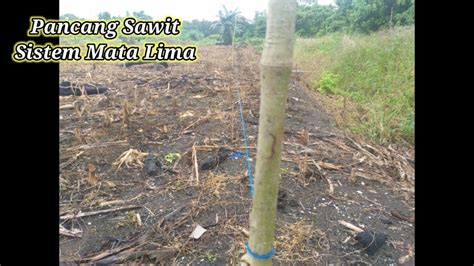 Tips Trik Cara Cepat Sederhana Pemancangan Kelapa Sawit Sistem