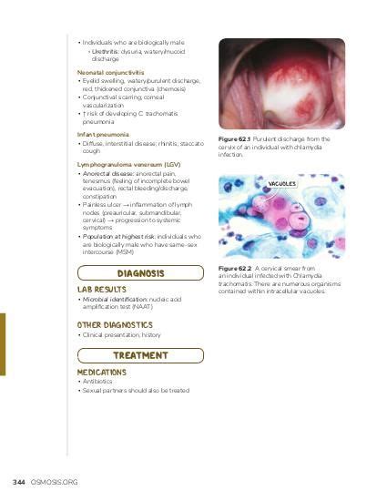 Chlamydia Trachomatis Gram Stain Morphology