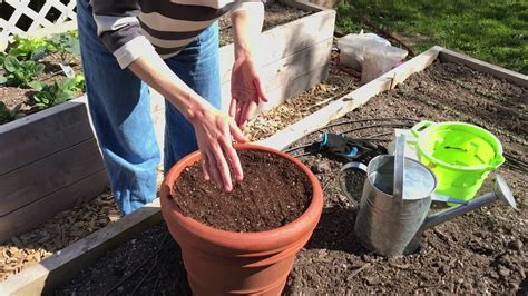 Planting Sugar Snap Peas With Danielle Youtube