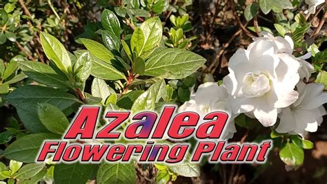 How To Grow Azalea Plant I Azalea Beautiful Flowering Plant I Azalea Plant Care I Azalea