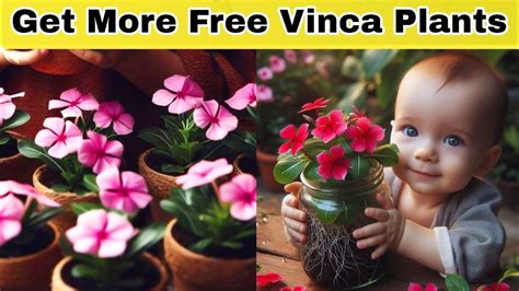 Easiest Method To Multiple Vinca Can I Grow Vinca From Cuttings