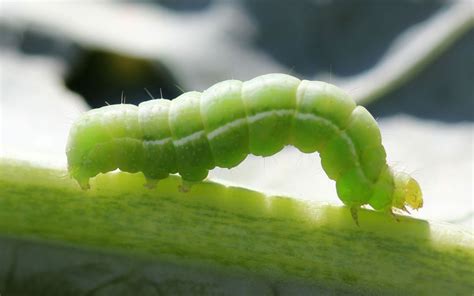 Worst Vegetable Garden Pests