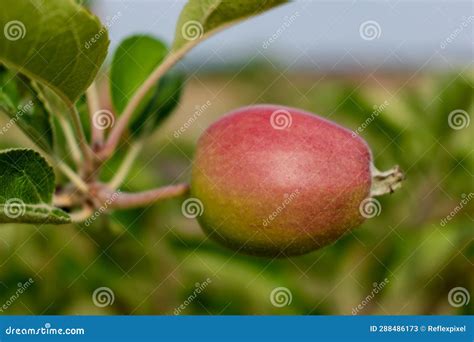 Little Apples Growing On Apple Tree In An Orchard Healthy And Natural