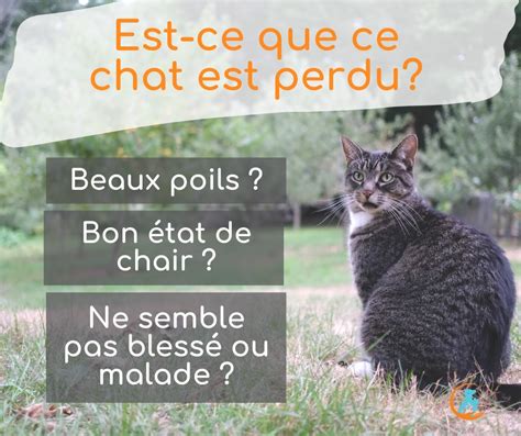 Un Chat Perdu Peut Il Retrouver Sa Maison Ventana Blog