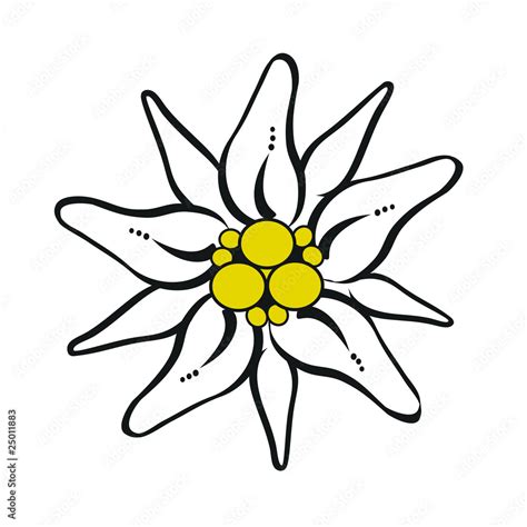 Gebirgsblume Edelweiß Freigestellt Stock Illustration Adobe Stock