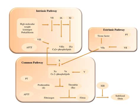 The Classical Coagulation Pathway Model Two Pathways Extrinsic And