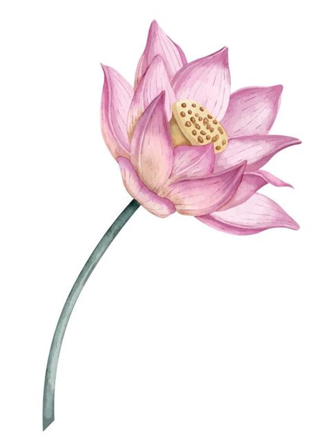 Pink Lotus Flower On Isolated Background Watercolor Hand Drawn