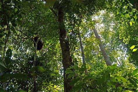 Gunung Leuser National Park - Sumatra, Indonesia https://www.youtube.com/channel ...