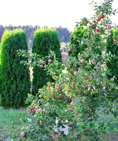 How to prune apple trees: must-know advice for how and when | Gardeningetc