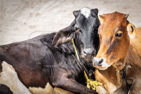 Two Cows Lying Down Next To Each Other In Street In Rural Town Anipixels