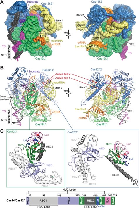 Figure From Structural Basis For Substrate Recognition And Cleavage