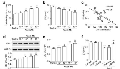 ClC 2 Knockdown Inhibited The AngII Induced Efflux Of Cl In HBVSMCs