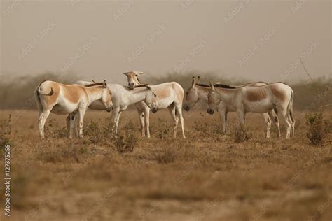 wild asses in the desert little rann of kutch, males fight, mating time ...