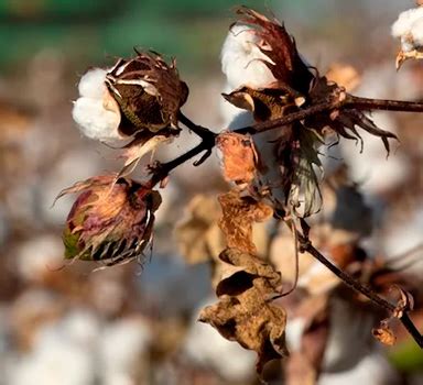 Nova Flow As Foliar K Improves Cotton Yields Icl Us