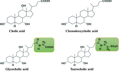 Common structures of important bile acids | Download Scientific Diagram