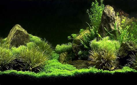 Aquarium Algae: Mastering Algae Control in Your Aquarium