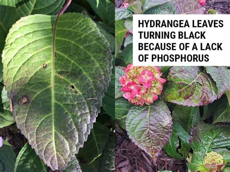 Why Are My Hydrangea Leaves Turning Black? – World of Garden Plants