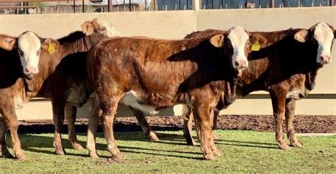 Tigerstripe Braford Heifers Jandj Cattle Co